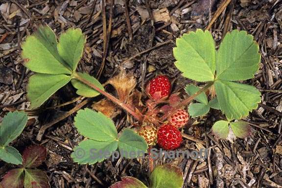 fragaria virginiana 3 graphic